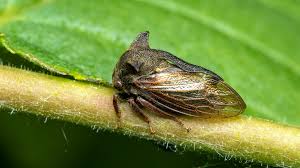 Attēlu rezultāti vaicājumam “Membracidae”