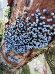 Attēlu rezultāti vaicājumam “Lignydium muscorum young”