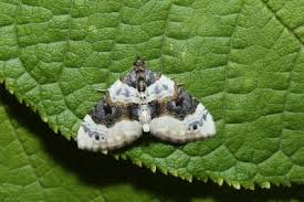 Attēlu rezultāti vaicājumam “Cosmorhoe ocellata”