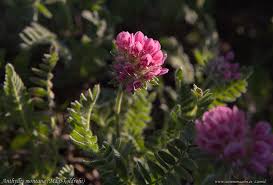 Image result for Anthyllis vulneraria rubra