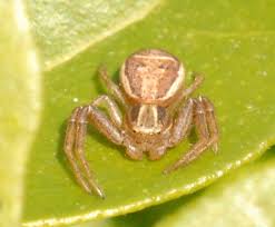 Attēlu rezultāti vaicājumam “Xysticus ulmi”