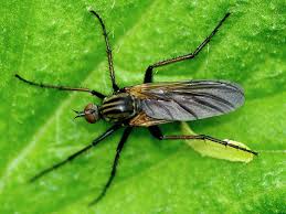 Attēlu rezultāti vaicājumam “Empis sp.”