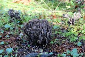 Attēlu rezultāti vaicājumam “Thelephora penicillata”