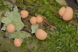 Attēlu rezultāti vaicājumam “Lycogala confusum spores”