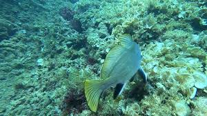 Image result for Sciaena umbra