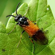 Attēlu rezultāti vaicājumam “Argidae”