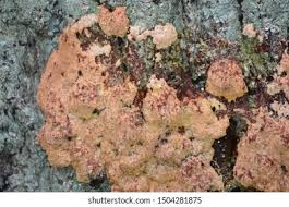 Attēlu rezultāti vaicājumam “Brefeldia maxima spores”