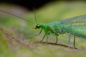 Attēlu rezultāti vaicājumam “Chrysopidae”