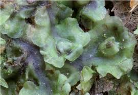 Attēlu rezultāti vaicājumam “Pellia epiphylla sporophyte”