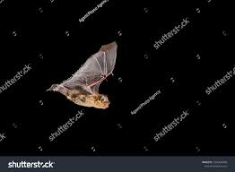 Attēlu rezultāti vaicājumam “Pipistrellus pygmaeus”