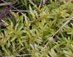 Attēlu rezultāti vaicājumam “Pseudoscleropodium purum”