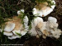 Attēlu rezultāti vaicājumam “Sistotrema confluens”