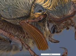 Attēlu rezultāti vaicājumam “Melolontha hippocastani”