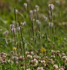 Attēlu rezultāti vaicājumam “Plantago media bud”