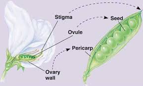 Attēlu rezultāti vaicājumam “Leguminosae”