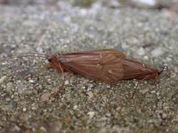 Attēlu rezultāti vaicājumam “Chaetopteryx villosa”