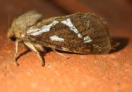 Attēlu rezultāti vaicājumam “Hepialidae”