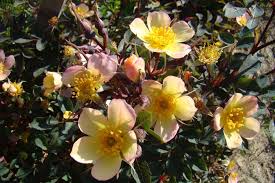 Attēlu rezultāti vaicājumam “Rosa glauca flower”
