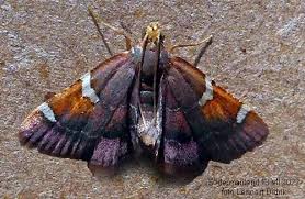 Attēlu rezultāti vaicājumam “Pyralis regalis”