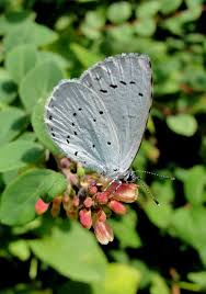 Attēlu rezultāti vaicājumam “Celastrina argiolus underside”