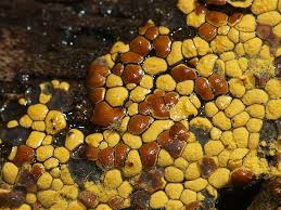 Attēlu rezultāti vaicājumam “Perichaena depressa”