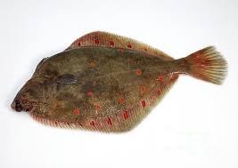 Image result for Pleuronectes platessa