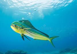 Image result for Coryphaena hippurus