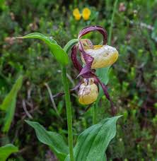 Attēlu rezultāti vaicājumam “Cypripedium calceolus flower”