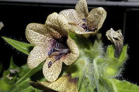 Attēlu rezultāti vaicājumam “Hyoscyamus niger flower”