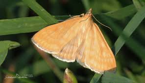 Attēlu rezultāti vaicājumam “Sitochroa verticalis”