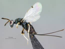 Attēlu rezultāti vaicājumam “Torymidae”