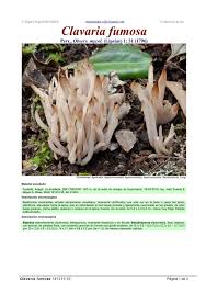 Attēlu rezultāti vaicājumam “Clavaria fumosa”