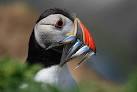 Most Beautiful Birds of the World