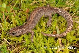 Attēlu rezultāti vaicājumam “Pseudoleskeella nervosa”