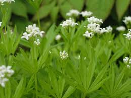 Image result for Galium odoratum