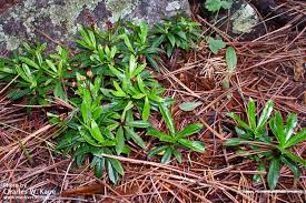 Attēlu rezultāti vaicājumam “Chimaphila umbellata”