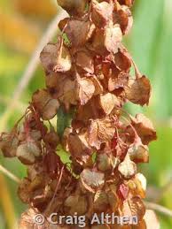 Attēlu rezultāti vaicājumam “Rumex aquaticus fruit”