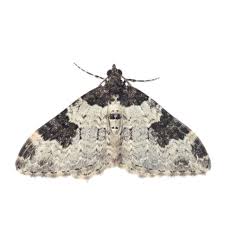 Attēlu rezultāti vaicājumam “Xanthorhoe fluctuata”