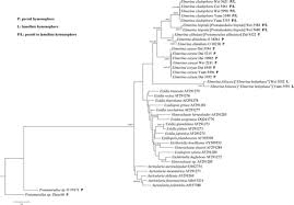 Attēlu rezultāti vaicājumam “Elmerina caryae”