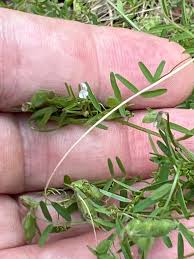 Attēlu rezultāti vaicājumam “Vicia hirsuta fruit”