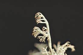 Attēlu rezultāti vaicājumam “Cladonia ciliata”