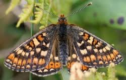 Attēlu rezultāti vaicājumam “Acalitus longisetosus”