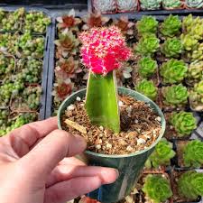 Image result for Gymnocalycium