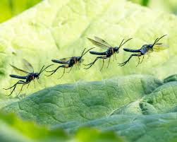 Attēlu rezultāti vaicājumam “Tenthredo mandibularis”