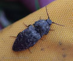 Attēlu rezultāti vaicājumam “Agrypnus murinus”