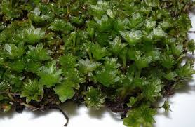 Attēlu rezultāti vaicājumam “Rhodobryum roseum”