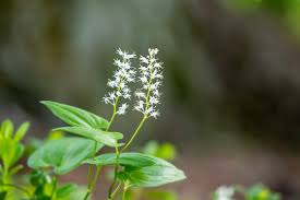Attēlu rezultāti vaicājumam “Maianthemum bifolium flower”