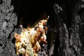 Attēlu rezultāti vaicājumam “Diaperis boleti”