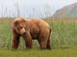 Image result for brown bear