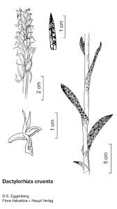 Attēlu rezultāti vaicājumam “Dactylorhiza cruenta”